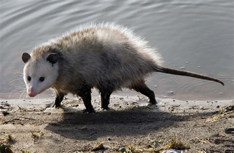 Opossum